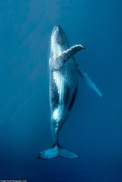 Baleine whale